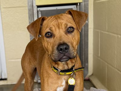 Olivia | Terrier (Staffordshire Bull) | Basildon (Essex) - 2