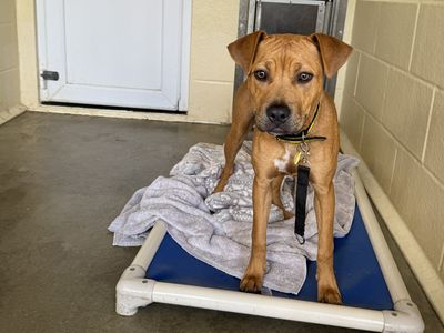 Olivia | Terrier (Staffordshire Bull) | Basildon (Essex) - 3