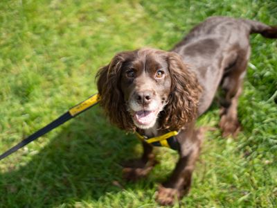 Pixie | Spaniel (Cocker) | Newbury (Berkshire) - 5