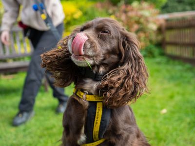 Pixie | Spaniel (Cocker) | Newbury (Berkshire) - 3