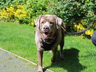 Kerry | Retriever (Labrador) | Manchester - 5
