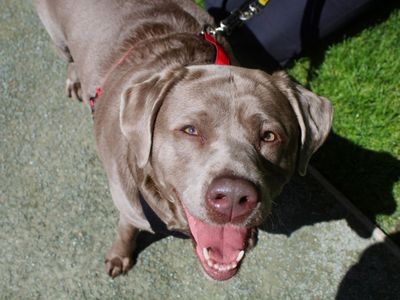 Kerry | Retriever (Labrador) | Manchester - 3