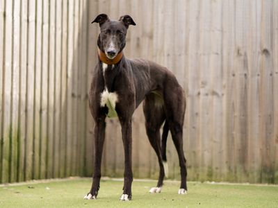 Unice | Greyhound | Kenilworth (West Midlands) - 2