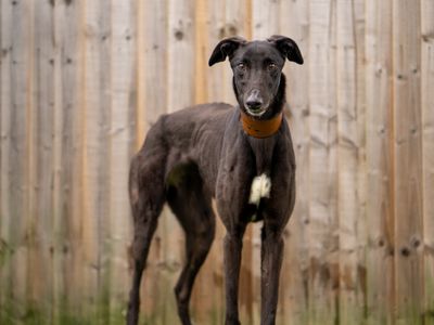 Unity | Greyhound | Kenilworth (West Midlands) - 3