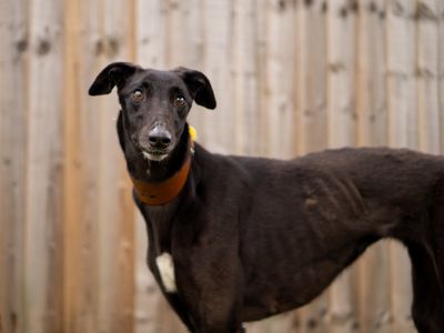 Unity | Greyhound | Kenilworth (West Midlands) - 2