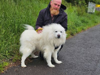 Frank | Samoyed | Evesham (Worcestershire) - 2