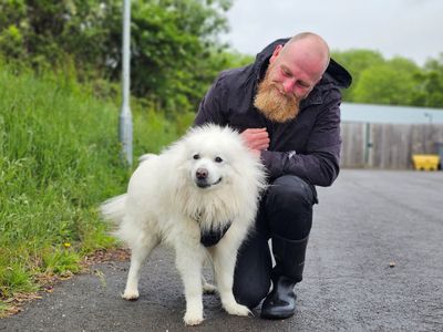 Frank | Samoyed | Evesham (Worcestershire) - 3