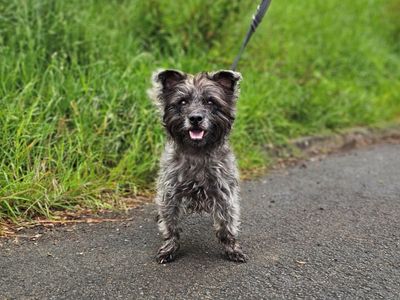 Tommie | Terrier (Cairn) | Evesham (Worcestershire) - 1