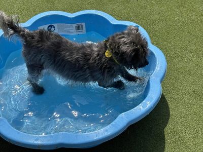 Tommie | Terrier (Cairn) | Evesham (Worcestershire) - 3