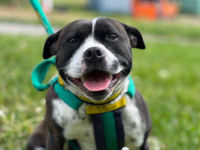 Roo | Terrier (Staffordshire Bull) | Salisbury (Wiltshire) - 3