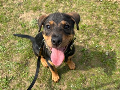 Ella, a 1 year old female Rottweiler available for adoption from Dogs Trust in Norfolk