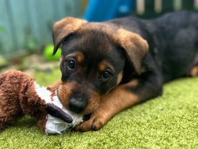 Ellie | Rottweiler Cross | Snetterton (Norfolk) - 3