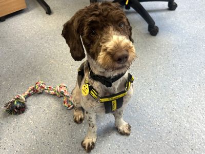 Ramsey | Poodle (Standard) Cross | Loughborough - 3