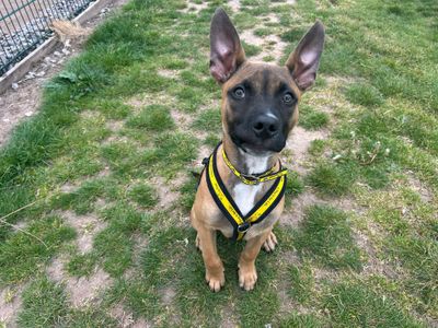 Xabi | Belgian Shepherd Dog (Malinois) Cross | Cardiff - 3