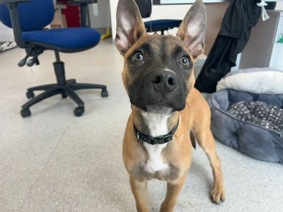 Xabi | Belgian Shepherd Dog (Malinois) Cross | Cardiff - 5