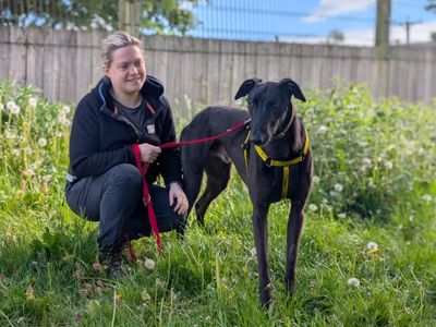 Roy | Greyhound | Loughborough - 3
