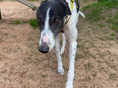Lango | Greyhound | Loughborough - 3