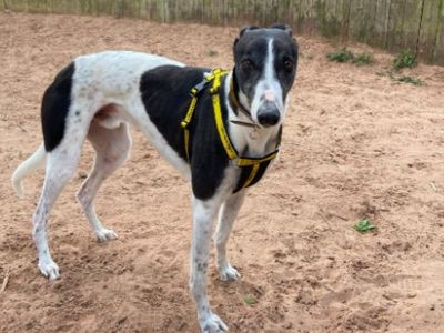 Lango | Greyhound | Loughborough - 5