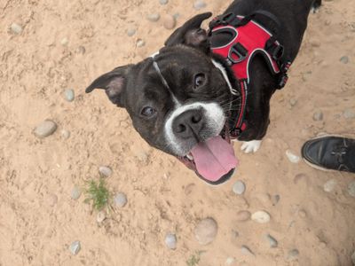 Bowie | Boxer Cross | Cardiff - 5