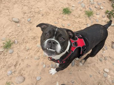 Bowie | Boxer Cross | Cardiff - 3