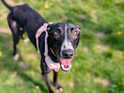 Butterfly | Lurcher | Cardiff - 5