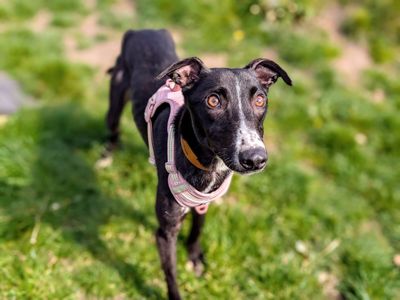 Butterfly | Lurcher | Cardiff - 3