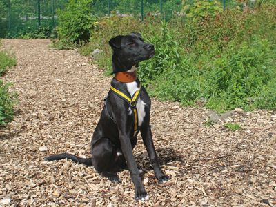 Floki | Collie (Border) Cross | Merseyside (Liverpool) - 3