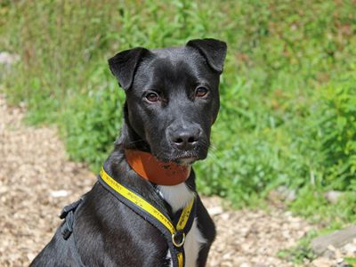 Floki | Collie (Border) Cross | Merseyside (Liverpool) - 1