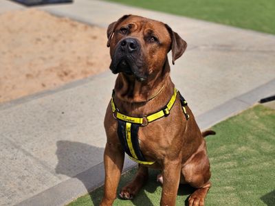 Zeus | Crossbreed | Evesham (Worcestershire) - 3