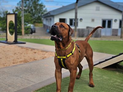 Zeus | Crossbreed | Evesham (Worcestershire) - 1