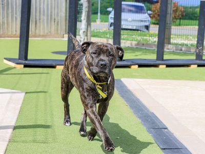 Tinkerbelle | Terrier (Staffordshire Bull) Cross | Evesham (Worcestershire) - 3