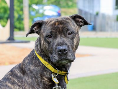 Tinkerbelle | Terrier (Staffordshire Bull) Cross | Evesham (Worcestershire) - 1