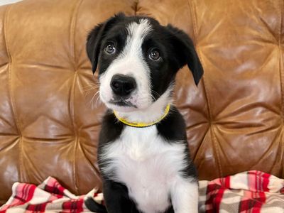 Badger, a 1 year old male Collie available for adoption from Dogs Trust in Northern Ireland