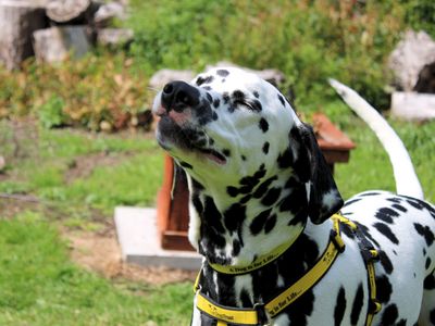 Bruno, a 5 years old male Dalmatian available for adoption from Dogs Trust in Merseyside