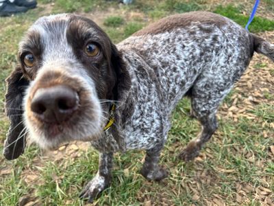 Alice, a 8 years old female Cocker Spaniel available for adoption from Dogs Trust in Norfolk