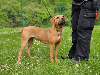 Cloud | Terrier (Staffordshire Bull) Cross | Evesham (Worcestershire) - 3