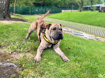 Romeo | Shar Pei | Merseyside (Liverpool) - 3