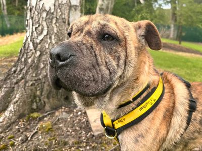 Romeo | Shar Pei | Merseyside (Liverpool) - 2