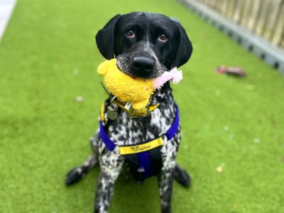 Elderberry, a 5 years old female Pointer available for adoption from Dogs Trust in Norfolk