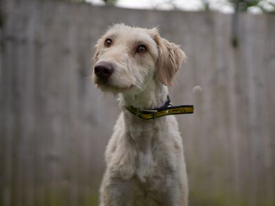 Bilberry, a 3 years old male Deerhound available for adoption from Dogs Trust in Warwickshire