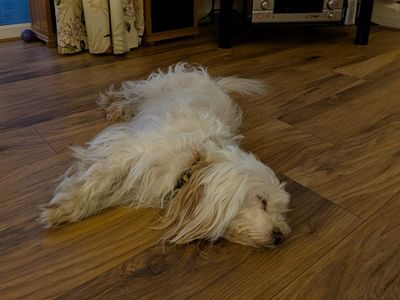 Ella, a 5 years old female Bichon Frise available for adoption from Dogs Trust in West Sussex
