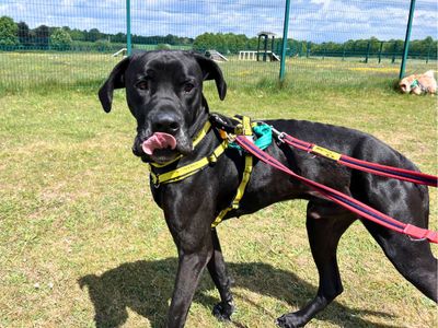 Duke | Great Dane | Salisbury (Wiltshire) - 2