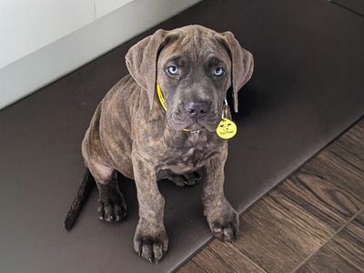 Cupcake | Italian Corso Dog Cross | Basildon (Essex) - 2