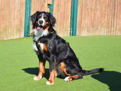Basil, a 4 years old male Collie available for adoption from Dogs Trust in Leicestershire