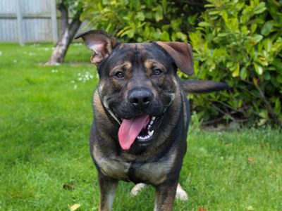 Echo | German Shepherd Dog | Darlington - 2