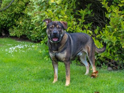 Echo | German Shepherd Dog | Darlington - 3