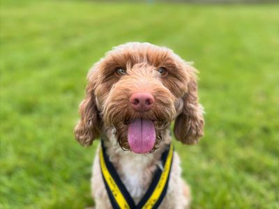 Ruby | Spaniel (Cocker) Cross | Bridgend (Wales) - 5