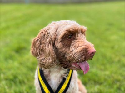 Ruby | Spaniel (Cocker) Cross | Bridgend (Wales) - 3