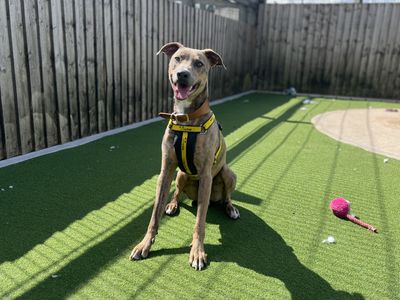 Scooby | Lurcher Cross | Cardiff - 3