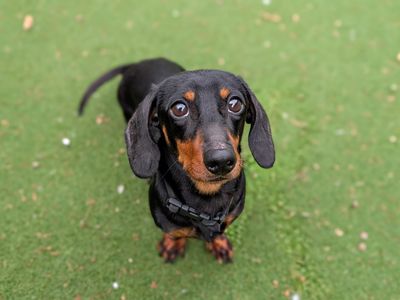 Tater | Dachshund (Kaninchen/Rabbit, Smooth Haired) | Cardiff - 2